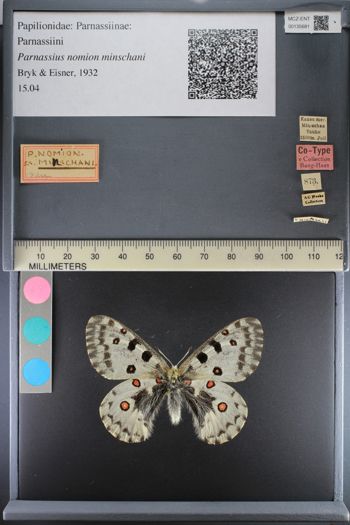 Media type: image;   Entomology 135681